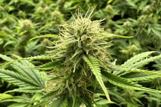 Konopný Ráj Brno - foto 2