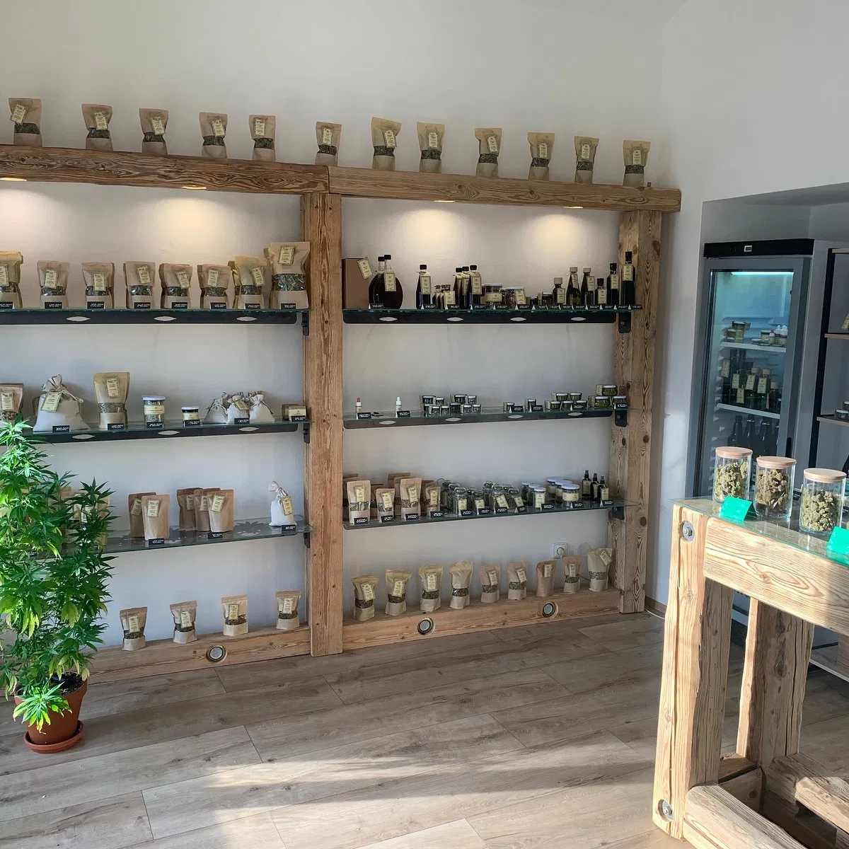 Konopný klub MediCann